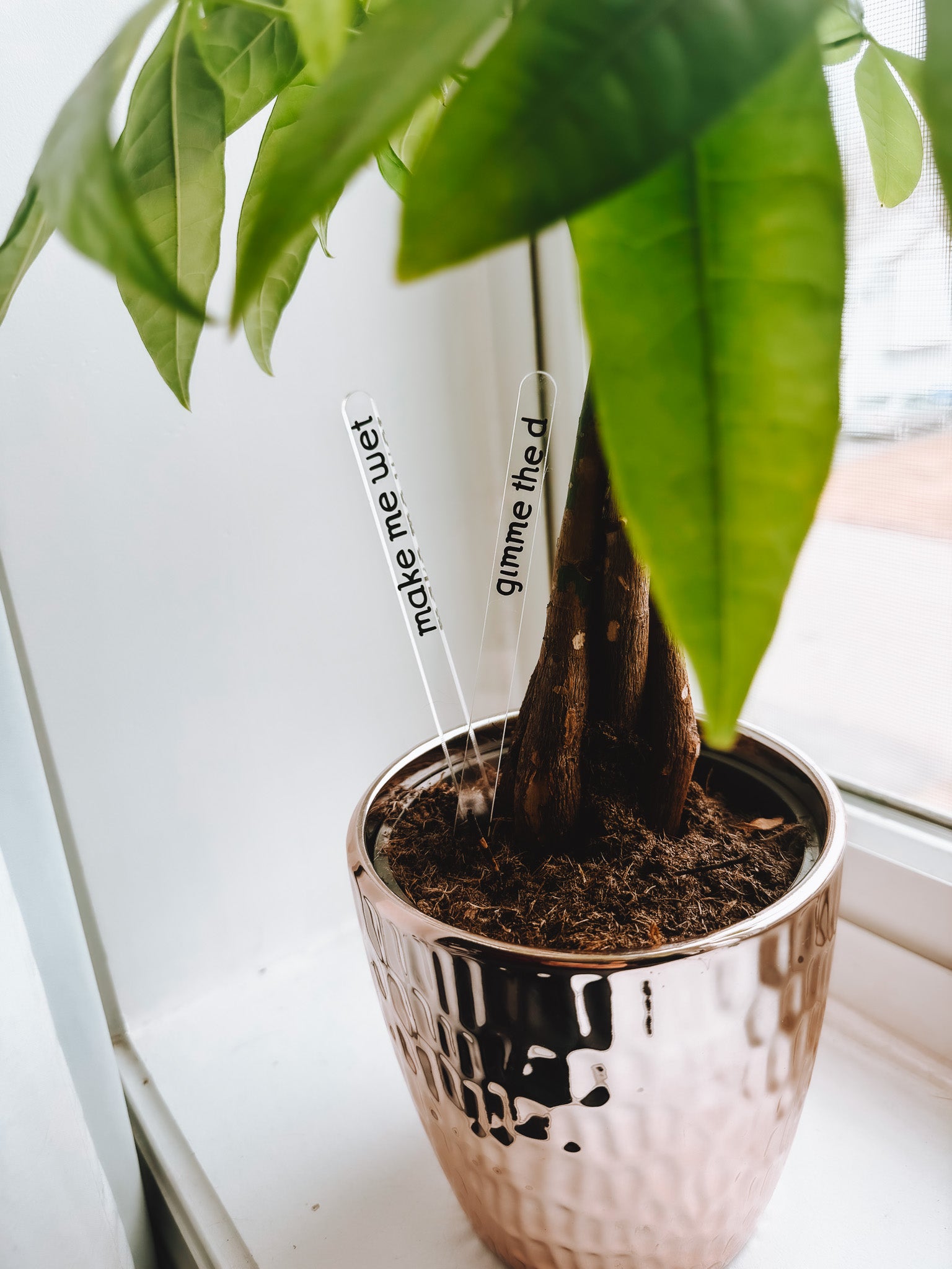 Funny Plant Stakes (4 Pack) - Lors Collective