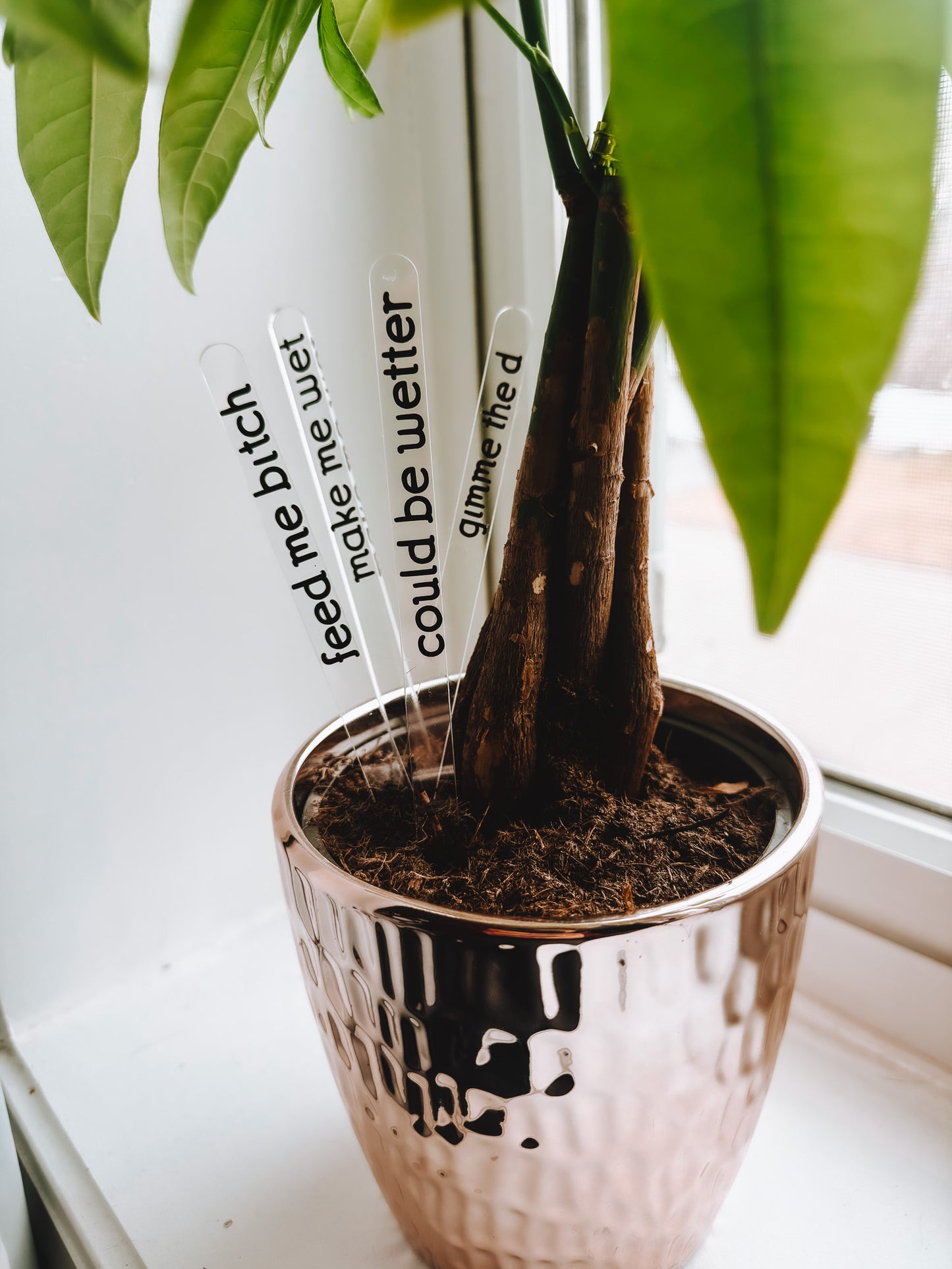 Funny Plant Stakes (4 Pack) - Lors Collective