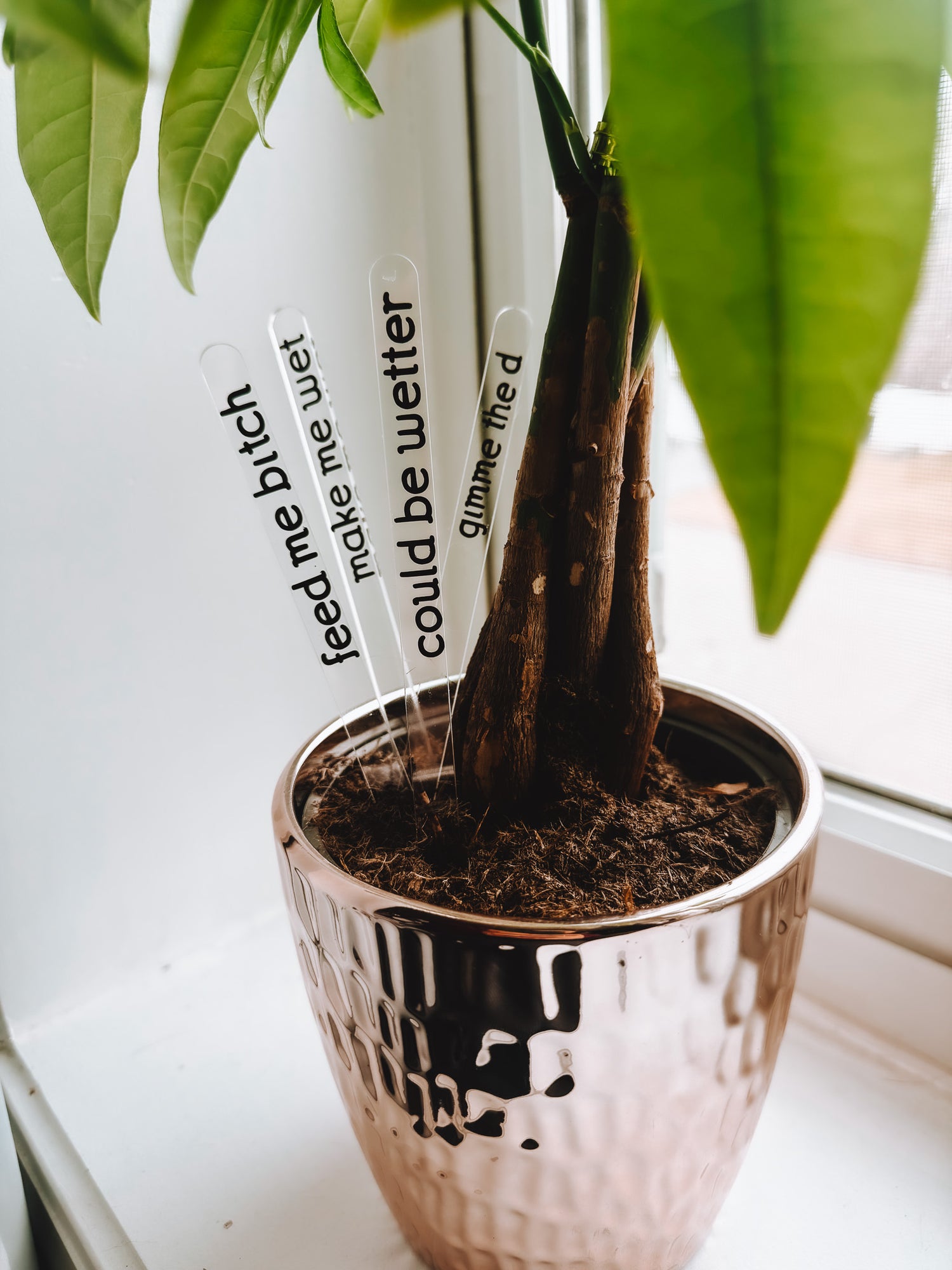 Funny Plant Stakes (4 Pack) - Lors Collective