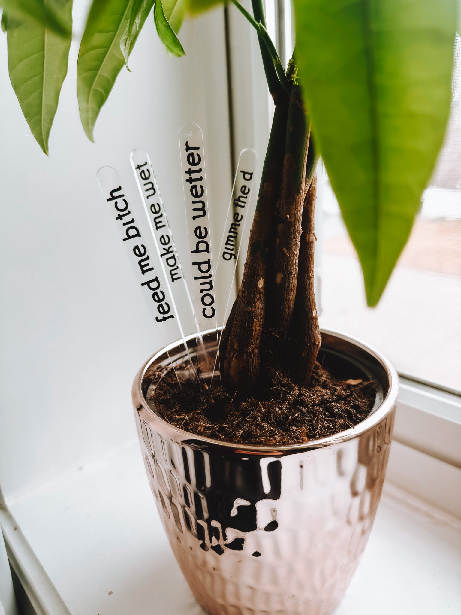 Funny Plant Stakes (4 Pack) - Lors Collective