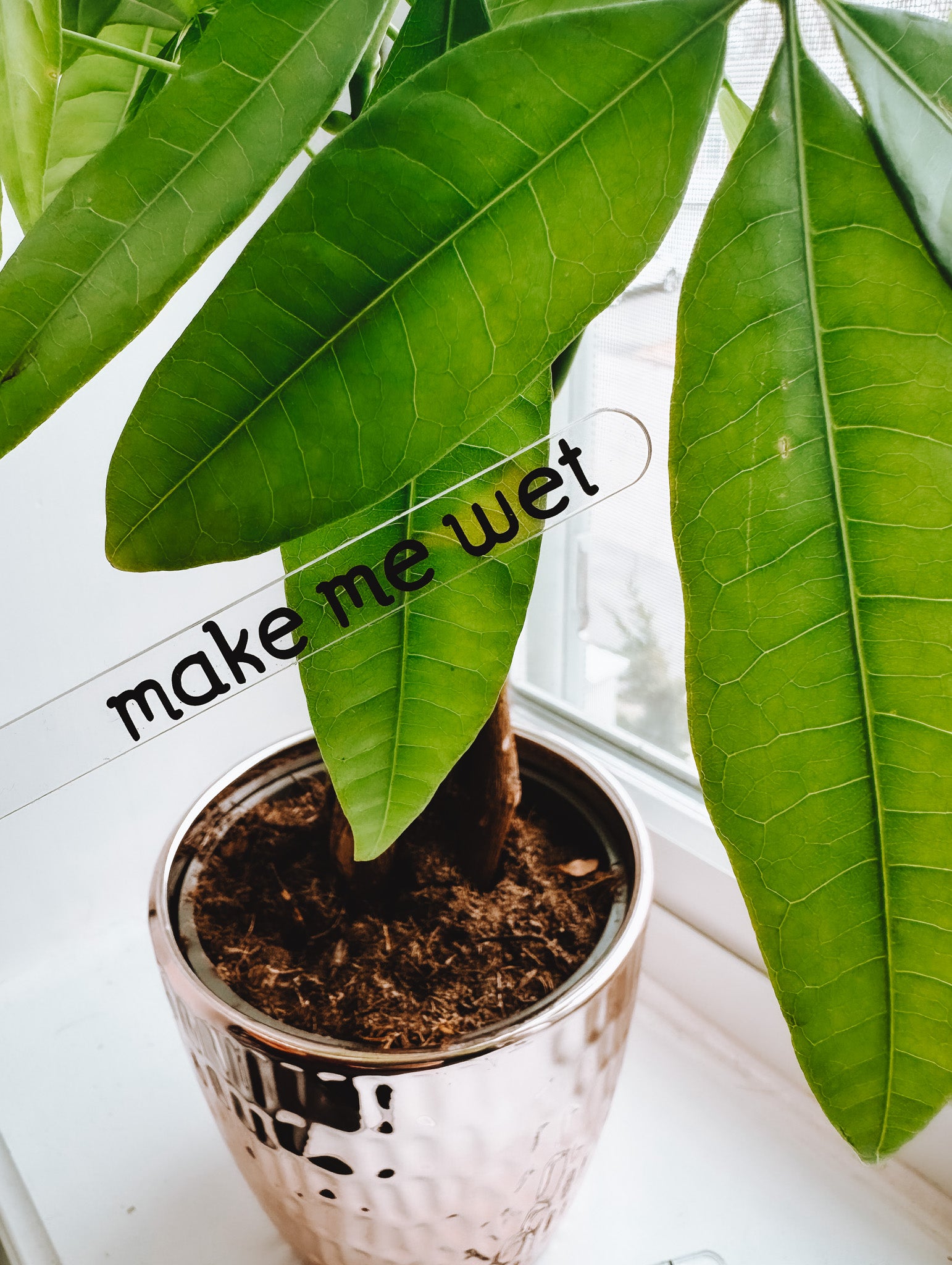 Funny Plant Stakes (4 Pack) - Lors Collective