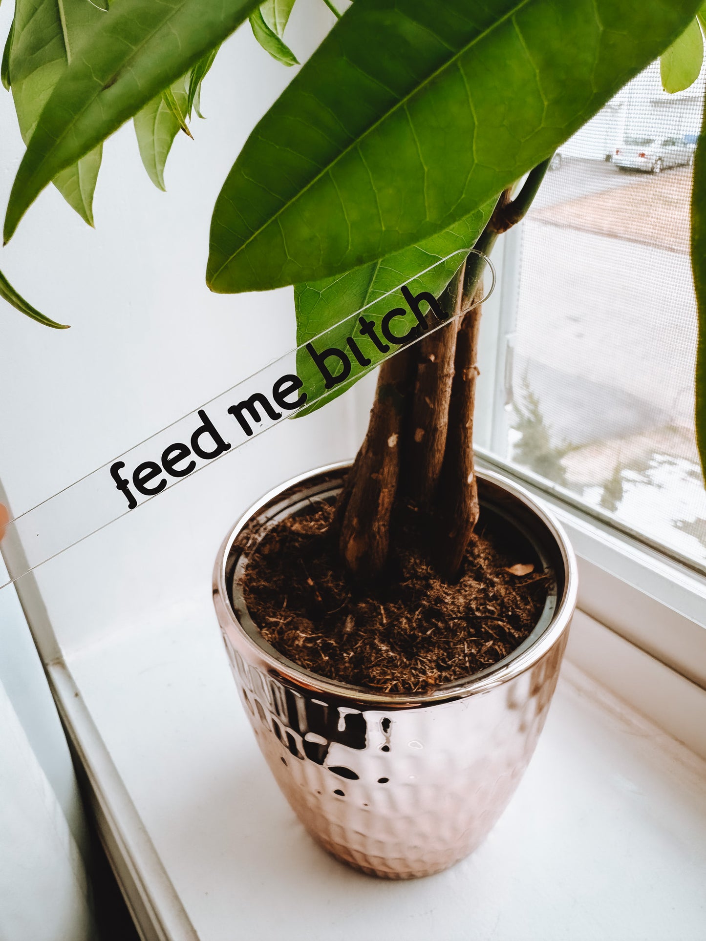 Funny Plant Stakes (4 Pack) - Lors Collective